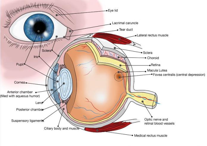 آناتومي چشم